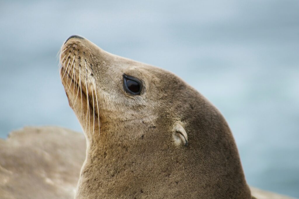 SEA-LION Projesi ile Güneydoğu Asya Dillerinde Yeni Ufuklar