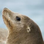 SEA-LION Projesi ile Güneydoğu Asya Dillerinde Yeni Ufuklar